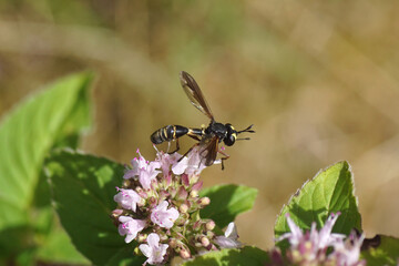 Waisted Beegrabber, Physocephala rufipes. Family Thick-headed flies, Conopid flies (Conopidae). On flowers of Origanum, family Lamiaceae. Dutch garden, July