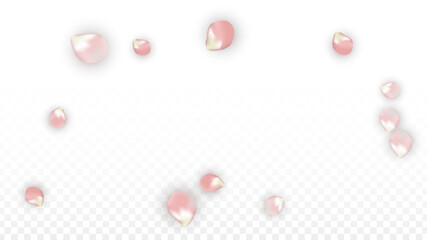 Pink Vector Realistic Petals Falling on Transparent Background.  Spring Romantic Flowers Illustration. Flying Petals. Sakura Spa Design. Blossom Confetti. Design Elements for Wedding Decoration.