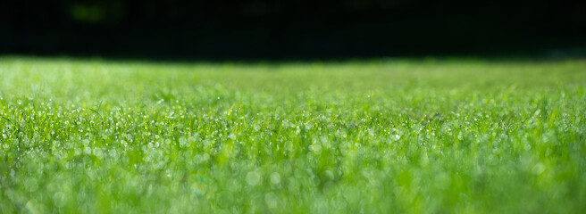 zielona trawa na wiosne, piękny zielony trawnik w ogrodzie, green lawn - obrazy, fototapety, plakaty