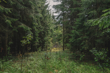 Atmospheric forest landscape with a meadow among lush spruce branches. Beautiful view of coniferous trees in the forest.