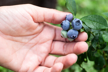 Women hands picking ripe blueberries. Branches of fresh berries in the garden. Harvesting concept