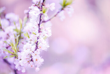 Obraz premium Purple Pastel flower floral soft nature blossom blurred background. Vintage retro romance plum botanical bloom spring season. Blurry Cherry blossom petals plant in beautiful garden. Backdrop template