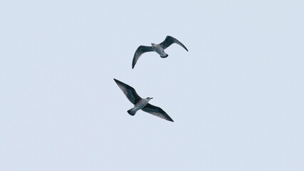 Southern Fulmar flying near Antarctic Peninsula.
