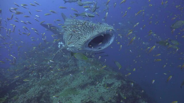 Whale shark (Rhincodon typus) approaches the camera with its mouth open and slowly swims past. Remoras inside the mouth are visible cleaning its skin.