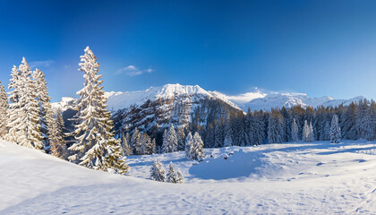 Fototapeta na wymiar Beautiful winter panorama with fresh powder snow. Landscape with spruce trees, blue sky with sun light and high Alpine mountains on background