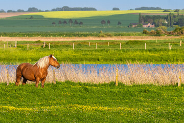 Chevaux demi-trait comtois au Hâble d'Ault
