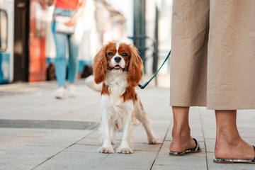 Leashed Purebred dog of Cavalier King Charles Spaniel puppy posing and looking to the camera in the street near owner's feet. Concept of animals shelter