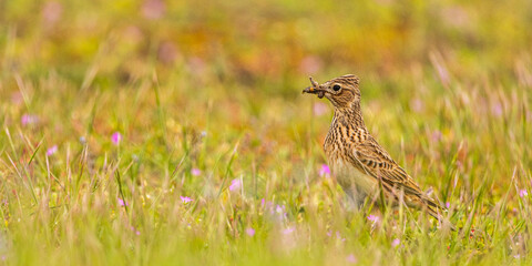 Alouette des champs (Alauda arvensis - Eurasian Skylark)
