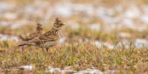 Alouette des champs (Alauda arvensis - Eurasian Skylark)