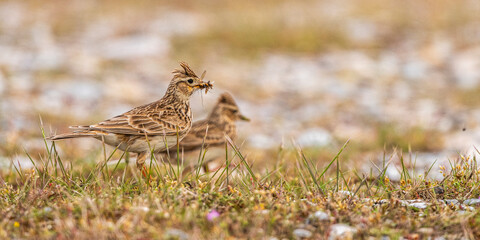 Alouette des champs (Alauda arvensis - Eurasian Skylark)