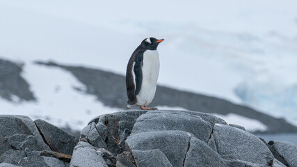 Gentoo Penguins is sitting on the rocks. Antarctic Peninsula