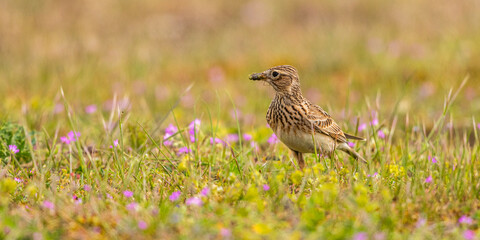 Alouette des champs (Alauda arvensis - Eurasian Skylark)