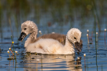 Cygne tuberculé (Cygnus olor - Mute Swan)