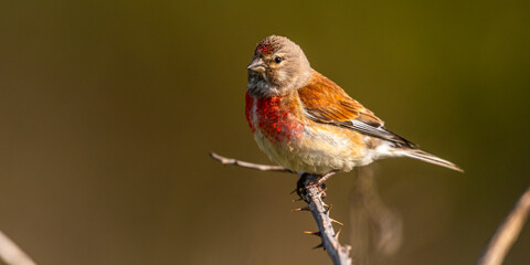 Linotte mélodieuse (Linaria cannabina, Common Linnet)