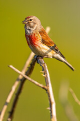 Linotte mélodieuse (Linaria cannabina, Common Linnet)