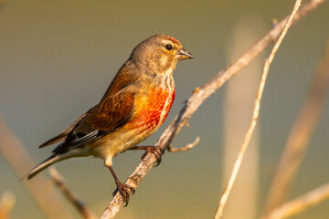 Linotte mélodieuse (Linaria cannabina, Common Linnet)