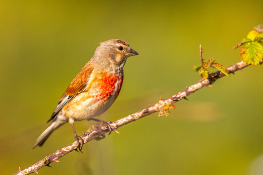 Linotte m&eacute;lodieuse (Linaria cannabina, Common Linnet)