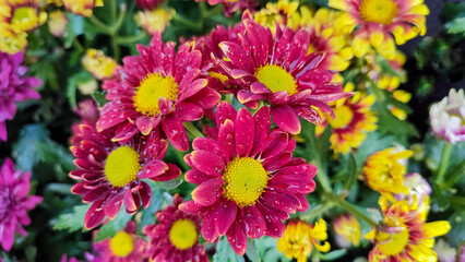Red Yellow Chrysanth Flower (Chrysanthemum morifolium) or Chrysanthemum