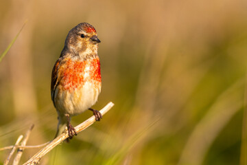 Linotte mélodieuse (Linaria cannabina, Common Linnet)