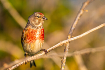 Linotte mélodieuse (Linaria cannabina, Common Linnet)