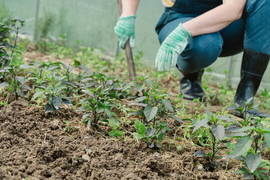 Hands of farmer digging soil in greenhouse