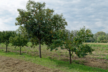 Fototapeta na wymiar Persimmon tree with ripe fruits in the tuscan countryside . Tuscany, Italy