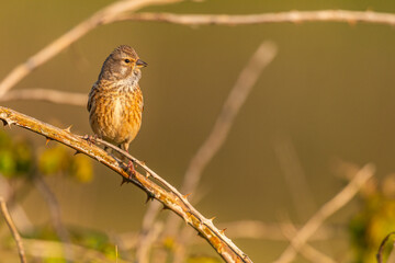 Linotte mélodieuse (Linaria cannabina, Common Linnet)