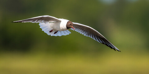 Mouette rieuse (Chroicocephalus ridibundus - Black-headed Gull)