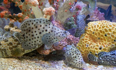 Saltwater fish in Sea Aquarium. 