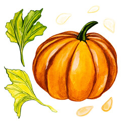 Set pumpkin with green leaves and seeds by a watercolour.On isolated white background. Watercolor postcard, illustration. 