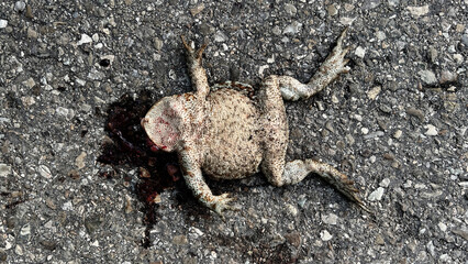 Toad killed by car wheels