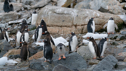 Gentoo penguins stand on rocks in Antarctic Peninsula