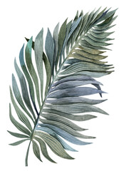Watercolor tropical palm leaf illustration. Isolated. Hand-painted. Floral elements, palm leaves, Jungle.	