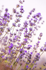 Lavender purple flowers close-up on sky background, summer field