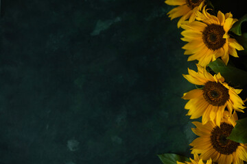 Flowers of sunflowers on a green background
