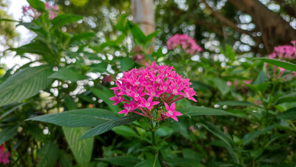 Pink Pentas lanceolata flower is an ornamental flower plant originating from East Africa to Arabia, often called the Egyptian star because it is similar to soka and has leaves shaped like basil leaves
