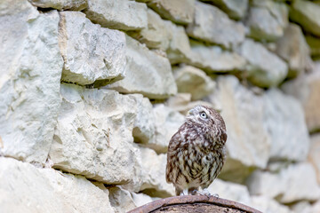 The little owl (Athene noctua), also known as the owl of Athena is posing in front of a stone wall looking up at the free space ready for your text.