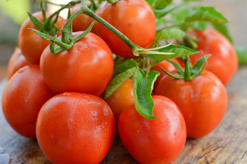 Fresh red tomatoes from the farm lie on the wooden floor.