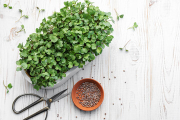 Microgreen radish sprouts growing at home.