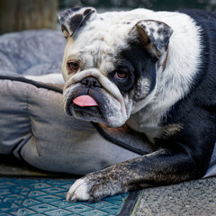 A black and white pedigree English bulldog relaxing on its bed.