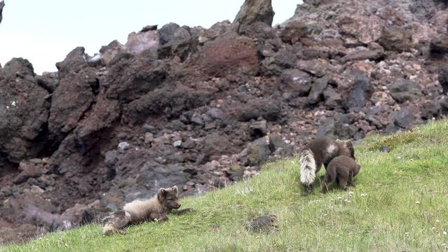 View at family of three wild brown polar foxes playing on green grass