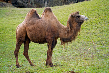 Portrait of a Bactrian camel (Camelus bactrianus) ina green background of weeds