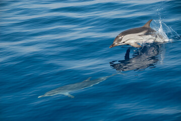 Striped dolphin (Stenella coreuloalba) moving fast jumping out of the water in a calm sea