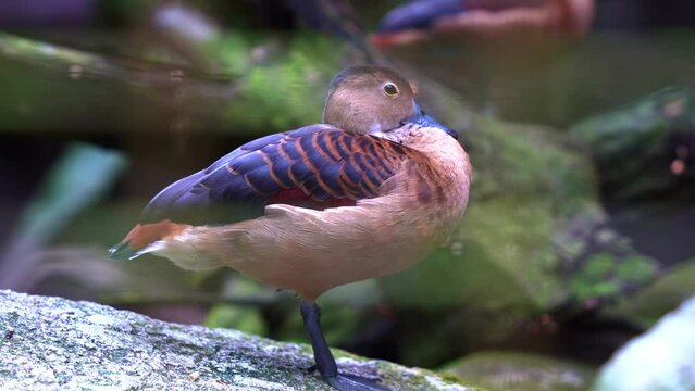 A lesser whistling duck, dendrocygna javanica, standing with one foot on rocky shore, preening, grooming and cleaning its beautiful feathers, close up shot.