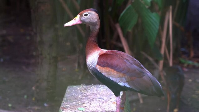 Waterfowl species, a black-bellied whistling duck, dendrocygna autumnalis perched on the ground with a sneaky little lesser mouse-deer, tragulus kanchil walking pass the scene in the background.