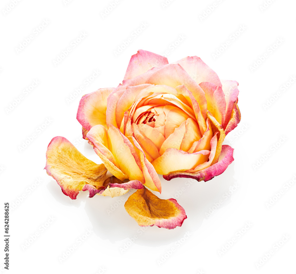 Poster Dry rose flower isolated on white background