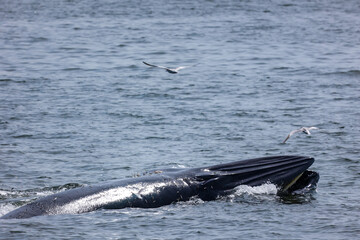 Fototapeta premium Bryde's whales surfacing showing fin, Balaenoptera edeni is baleen whale species.