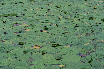 オニバスの浮水葉