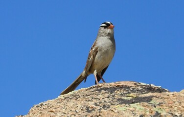a white-crowned sparrow  perched on a granite boulder on a s sunny summer day near blue lake  in the indian peaks wilderness area, near nederland, colorado 