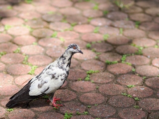 Black and white striped feathered pigeon standing on the pavement of a park